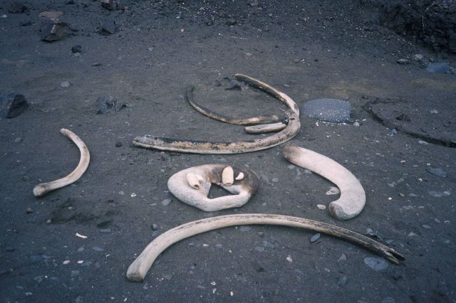 Whale bones and teeth, Seal Island, Antarctica. Picture