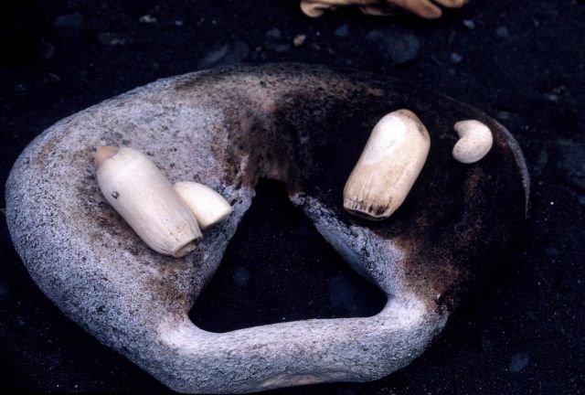 Whale bones and teeth, Seal Island, Antarctica. Picture