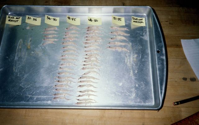 Antarctic krill (Euphausia superba) sorted by size. Picture
