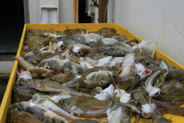 Catch from a fish trawl, R/V Yuzhmorgeologiya. Picture