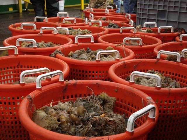 Benthic catch aboard the R/V Yuzhmorgeologiya, sorted into baskets for analysis. Picture