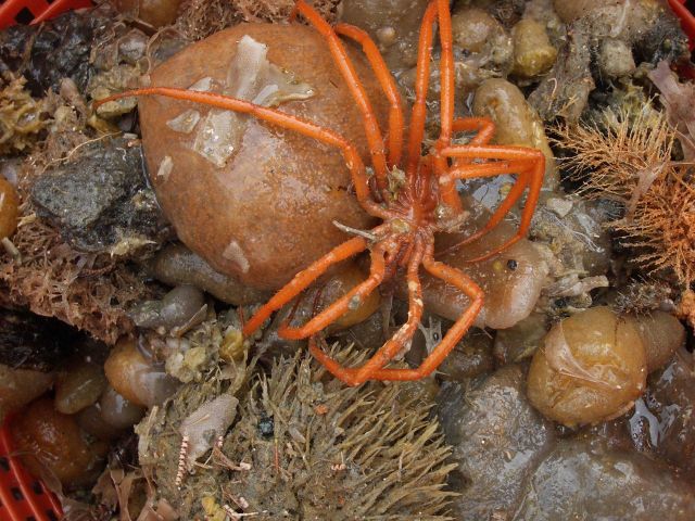 Benthic invertebrate catch, with a crab. Picture