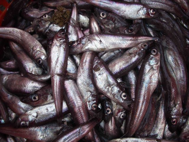 Antarctic silverfish, Pleuragramma antarcticum. Picture