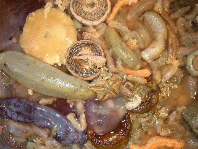 Benthic catch with holothurians and echinoids, R/V Yuzhmorgeologiya, South Shetland Islands. Picture