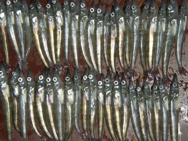 Antarctic silverfish, Pleuragramma antarcticum. Picture
