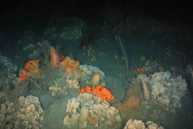 Benthic invertebrates on the Antarctic sea floor. Picture