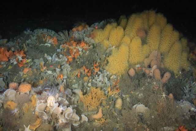 Benthic invertebrates on the Antarctic sea floor. Picture
