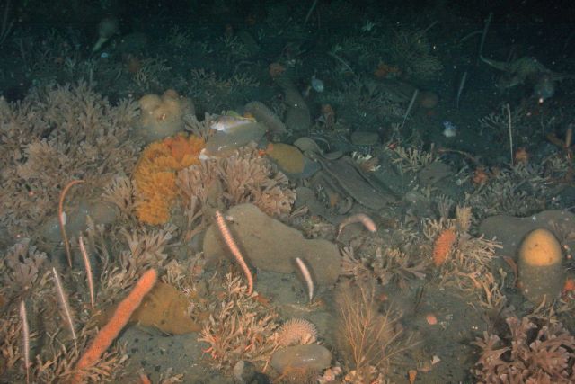 Benthic invertebrates on the Antarctic sea floor. Picture