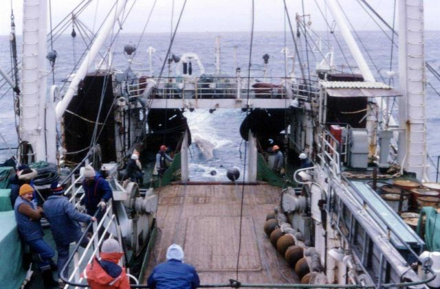 Deploying trawl off the R/V Professor Siedlecki in 1986, the first year of the AMLR Program. Picture