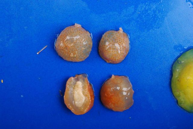 Antarctic gastropods. Picture
