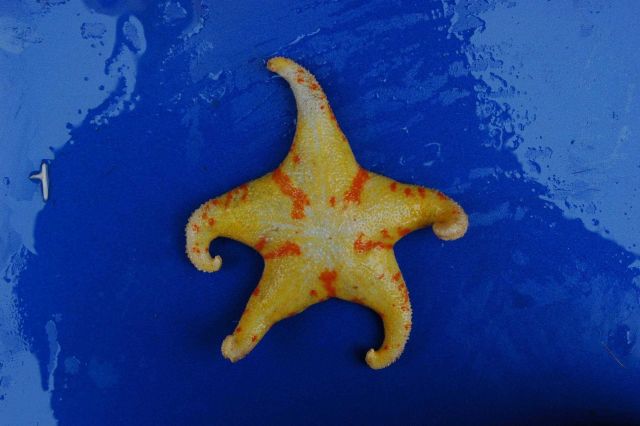 A colorful Antarctic sea star. Picture