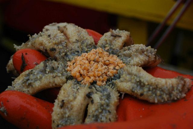 This sea star is holding a brood of eggs which are visible only when the star is turned upside-down. Picture