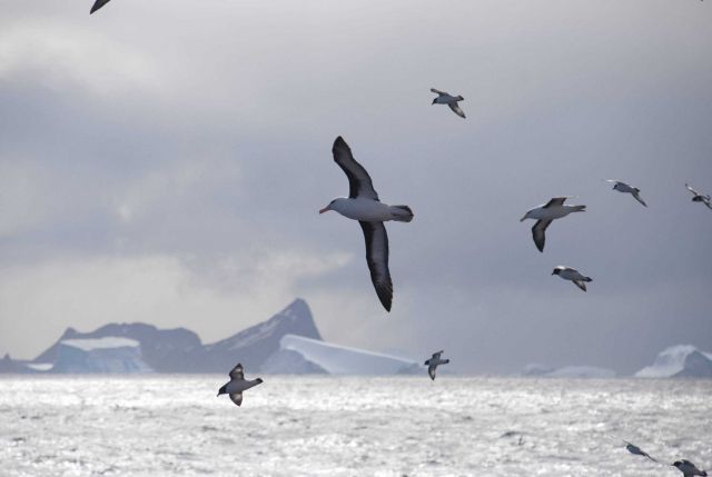 Two black-browed albatross fly with a flock of cape petrels across a classic, Picture