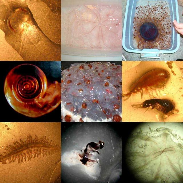Composite photo of Antarctic invertebrates and fish larvae. Picture