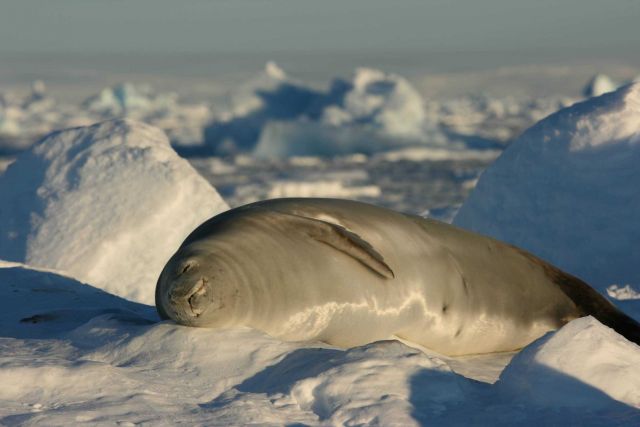 A crabeater seal catching a 