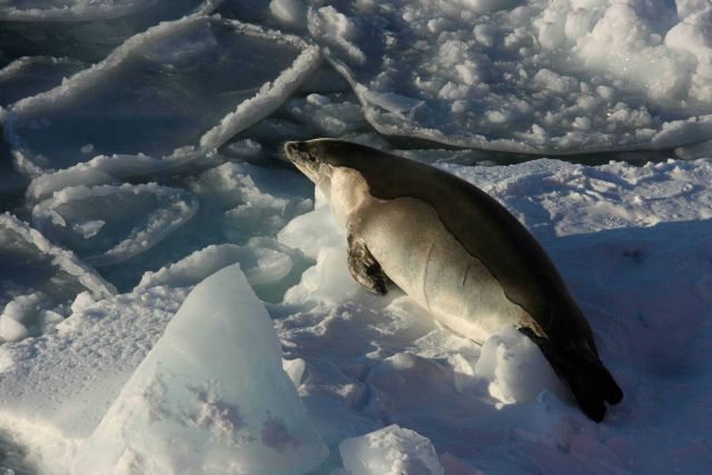 A crabeater seal hauled out on an ice floe. Picture