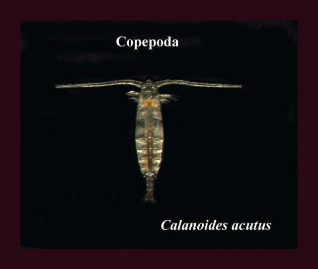 Calanoides acutus, an Antarctic copepod. Picture
