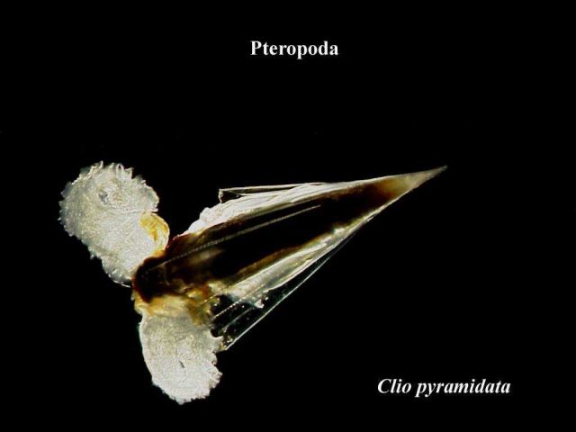 Clio pyramidata, a pelagic snail. Picture