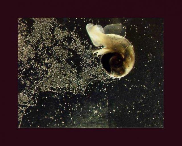 Limacina helicina, an Antarctic pteropod. Picture