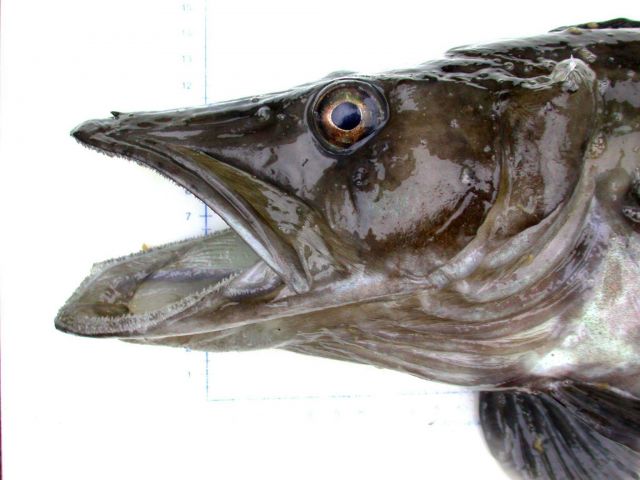 Pseudochannichthys georgianus, a species of Antarctic icefish. Picture