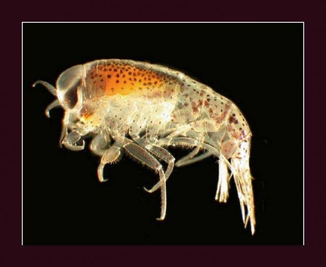 Themisto gaudichaudii, an Antarctic amphipod. Picture