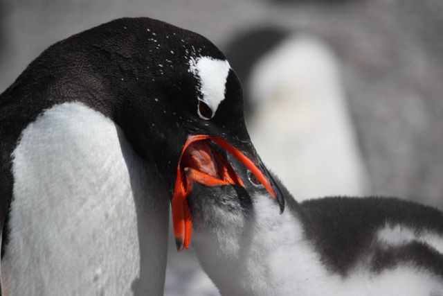 Adult gentoo penguin feeds its chick regurgitated krill. Picture