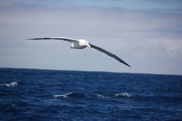 A wandering albatross glides over the sea on a calm day in the Southern Ocean. Picture