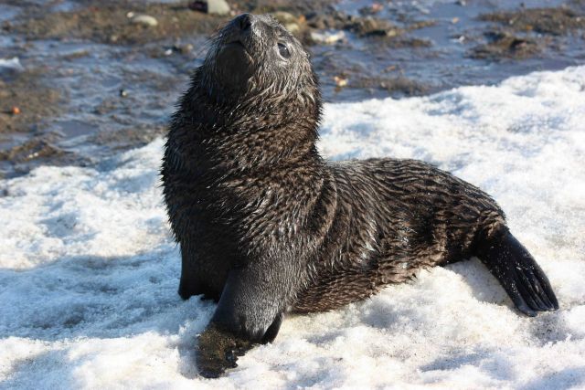 Antarctic fur seal pup in the snow. Picture