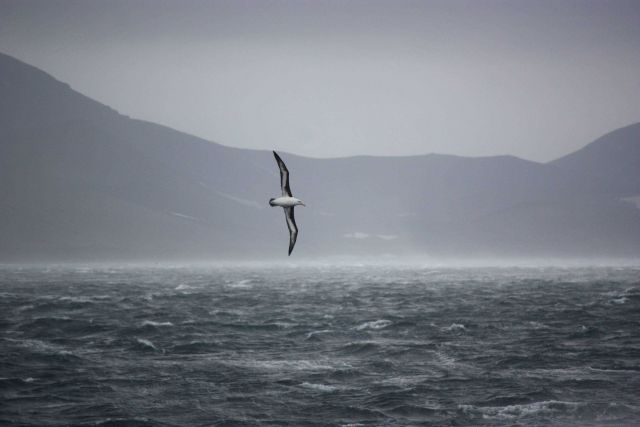 A black-browed albatross glides in the wind on a stormy day in the Southern Ocean. Picture