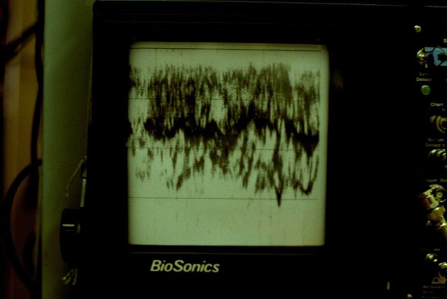 An echogram, or sound diagram, of krill . Picture