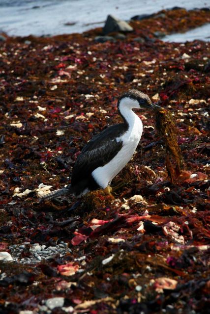 An Antarctic shag forages for nest-building materials in the algae-covered intertidal rocks of Livingston Island. Picture