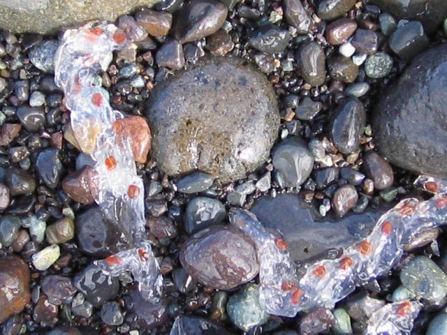 Pelagic tunicates called salps on a rocky beach, South Shetland Islands. Picture