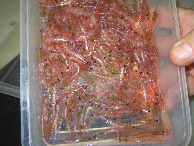 A sample of Antarctic krill, Euphausia superba. Picture