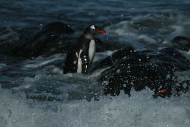 A gentoo penguin at Cape Shirreff, Livingston Island. Picture