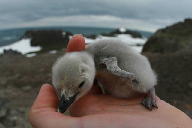 An AMLR biologist holds a penguin chick, Livingston Island. Picture