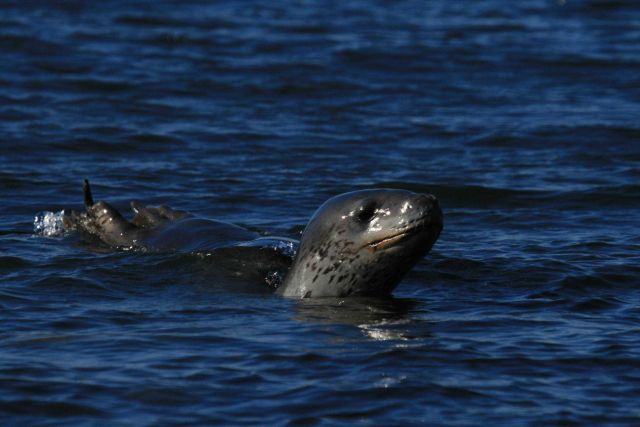 A leopard seal stalks in the shallows. Picture