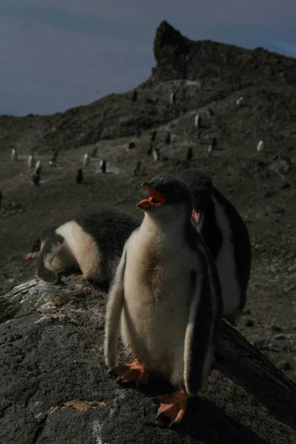 Gentoo chicks on top of a mountain ridge. Picture
