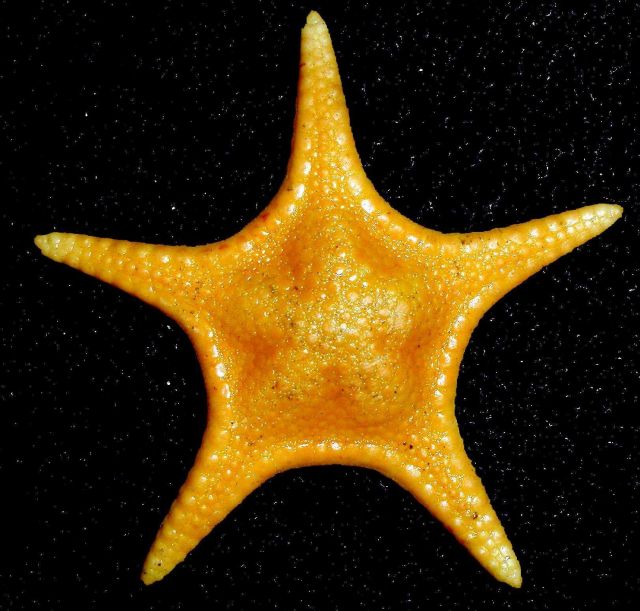 An Antarctic sea star, Pergamaster sp. Picture