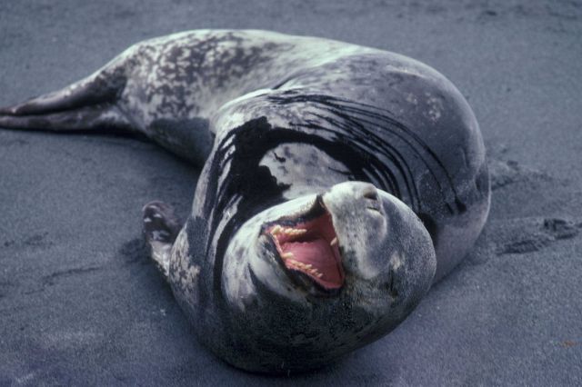 Leopard seal, Seal Island, Antarctica. Picture