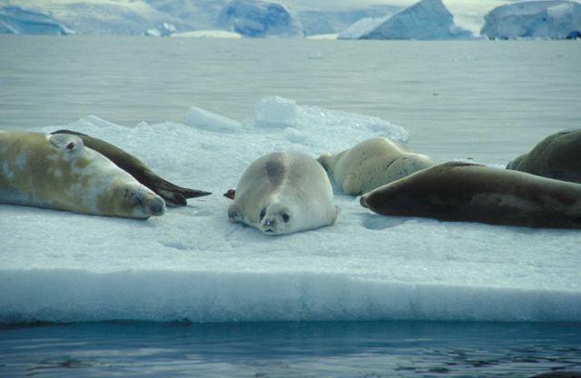 Crabeater seals on an ice floe, South Shetland Islands. Picture