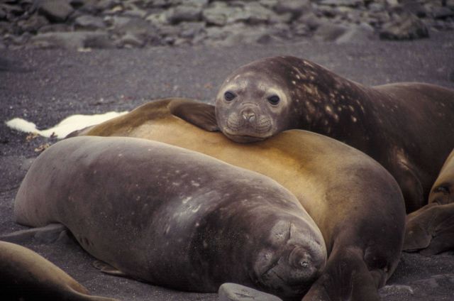 Female southern elephant seals, South Shetland Islands, Antarctica. Picture