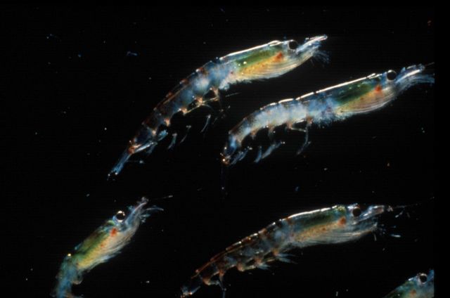 Antarctic krill, Euphausia superba. Picture