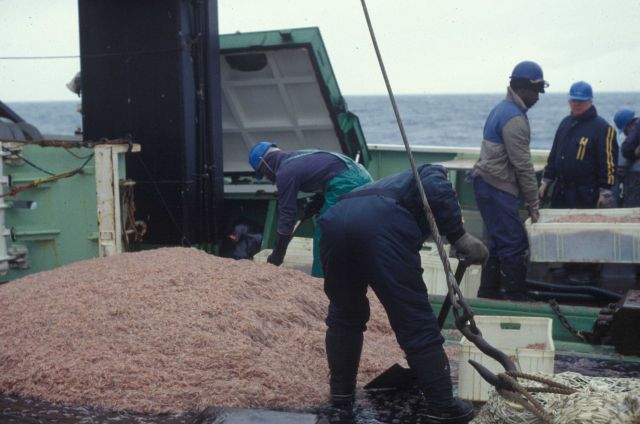 Krill catch aboard a commerical trawler. Picture