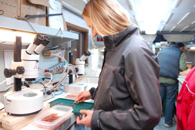 AMLR scientist Kristen Green sorts krill samples aboard the R/V Yuzhmorgeologiya. Picture