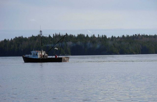Clam dredger EMPTY POCKETS seen operating in Passamaquoddy Bay area Picture