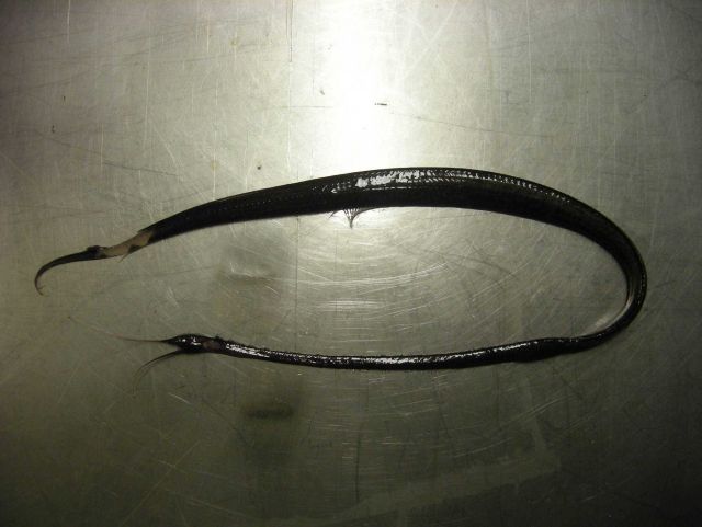 Boxer snipe eel (Nemichthys curvirostris) Picture
