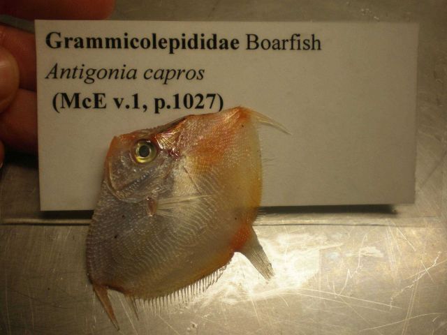 Boarfish (Antigonia capros) Picture