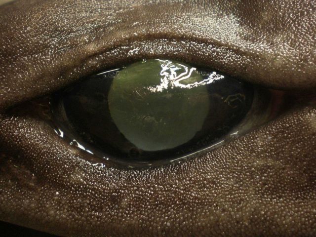 A squaliform shark (Centrophorus sp.) Picture