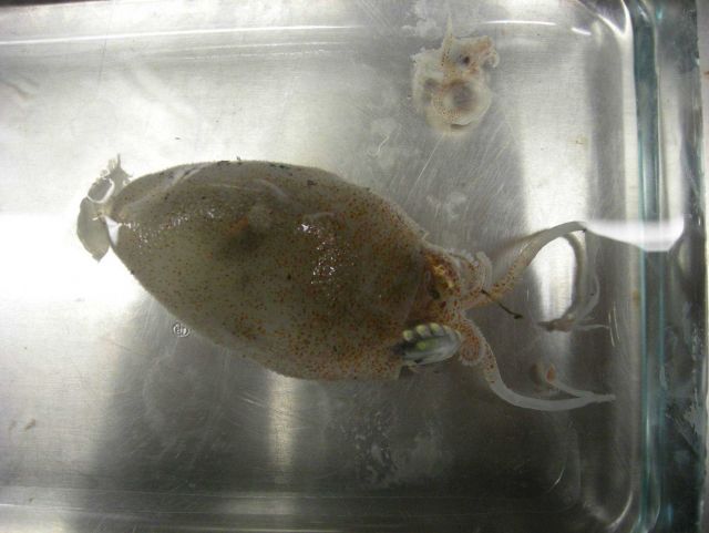 The banded piglet quid (Helicocranchia pfefferi) Picture
