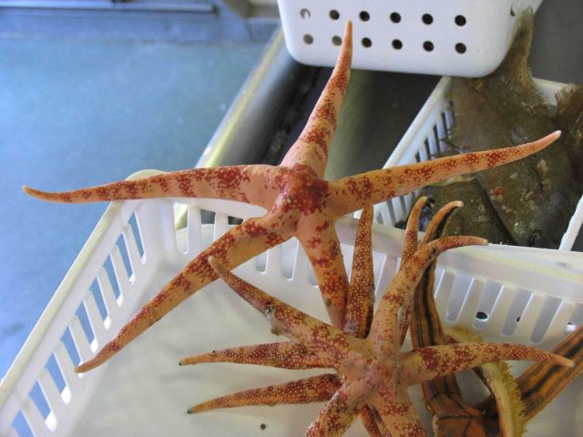 Red and white starfish Picture